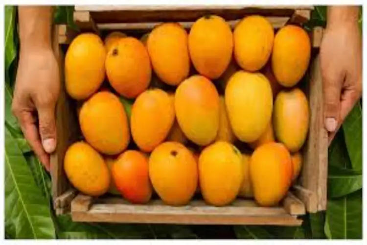 Mango Diplomacy blooms in Seattle: City set to relish India's prized Kesar mangoes as summer sunshine arrives