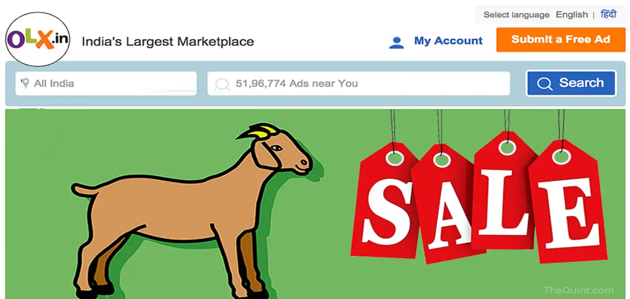 Bakrid 2026: Goats Worth Lakhs Being Sold Online; Shopping Takes Place from the Comfort of Home