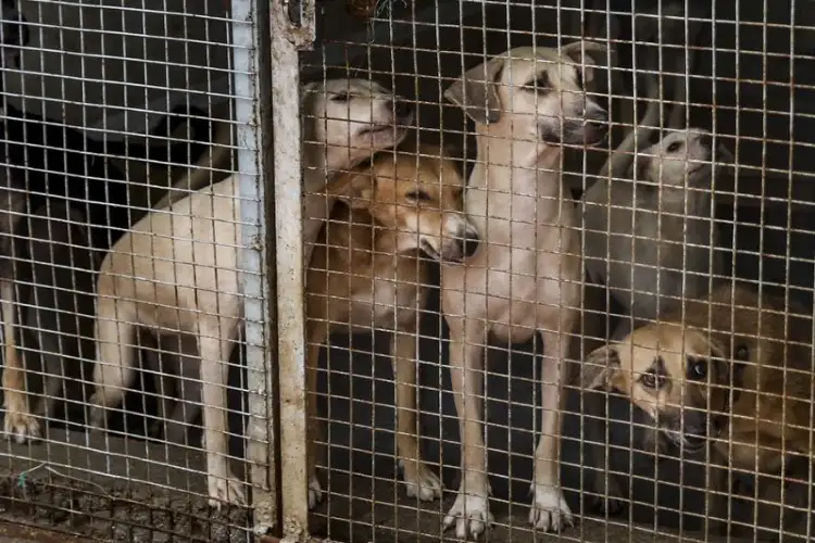 Animal rights groups allege illegal stray dog killings in Lahore despite court-approved TNVR Policy