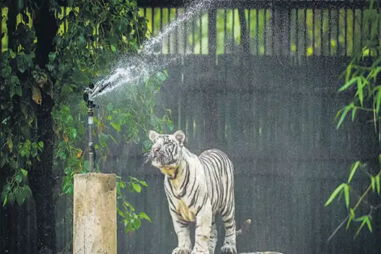 Beat the heat: Lucknow Zoo rolls out coolers, sprinklers, and fruit diets as temperatures soar