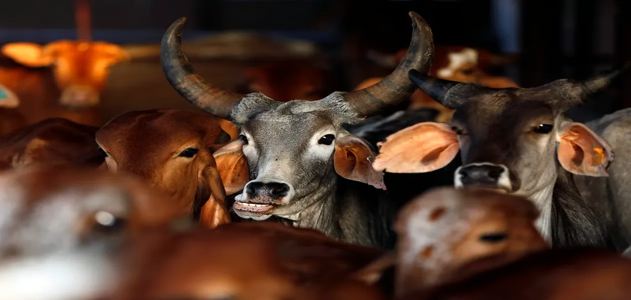 Eating beef is not an act of religious merit for Muslims.