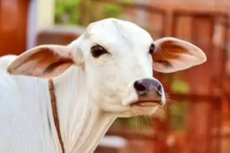 Respect 'Gaumata' and declare cow as national animal, says Iqbal Ansari