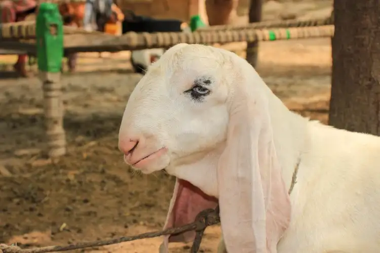 Qurbani is 1400-year-old tradition and will continue, asserts AJUP chief Humayun Kabir on West Bengal animal slaughter rules