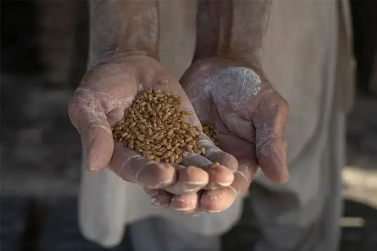 Pakistan: Flour crisis in Punjab province deepens as 40% mills shut down over losses