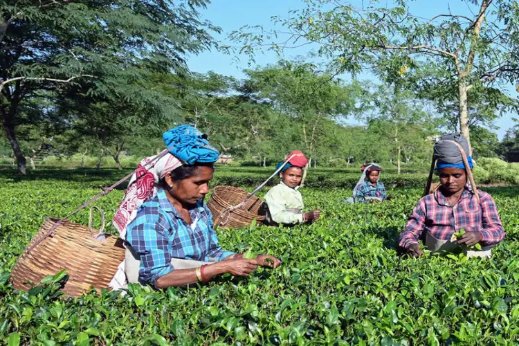 India's tea exports surge 93% to Rs 8,719 crore in FY26: Piyush Goyal hails global demand