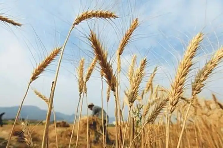 Sindh bans wheat movement as Pakistan battles rising prices