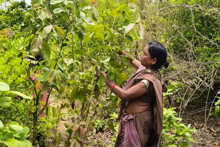 Chhattisgarh: Thousands benefit from tendu leaf collection scheme in Balrampur