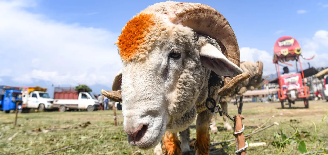 Demand for Goats Rises at Srinagar's Eidgah Market Ahead of Bakrid