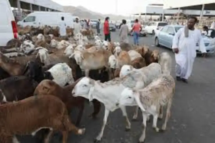 Goats fall ill due to intense summer heat ahead of Eid al-Adha festival