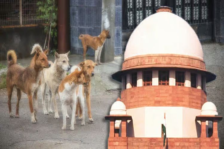 Court refuses to hear CM's statement on stray dogs
