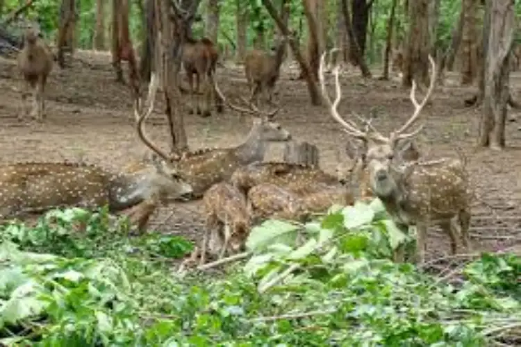 Telangana: 6 arrested after police teams conduct raids against wildlife poachers in Adilabad