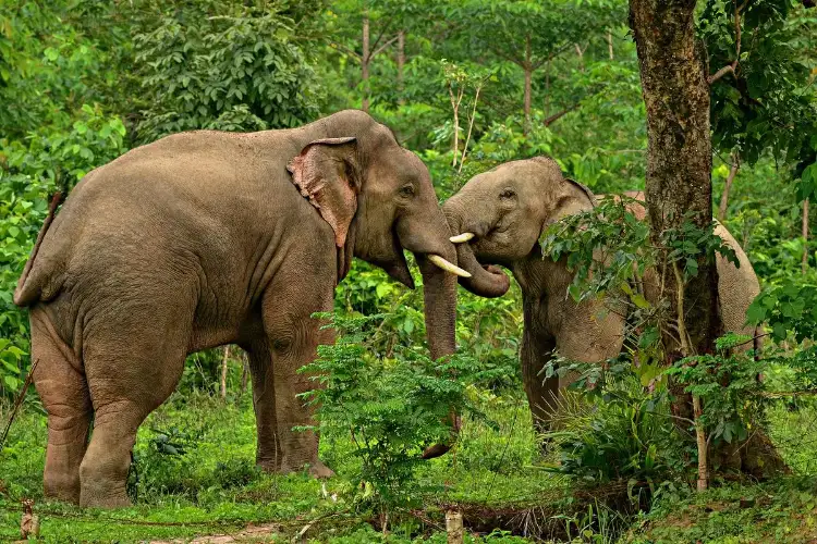 Herd of 22 elephants hold fort in Ramanujganj forest of Chhattisgarh's Balrampur