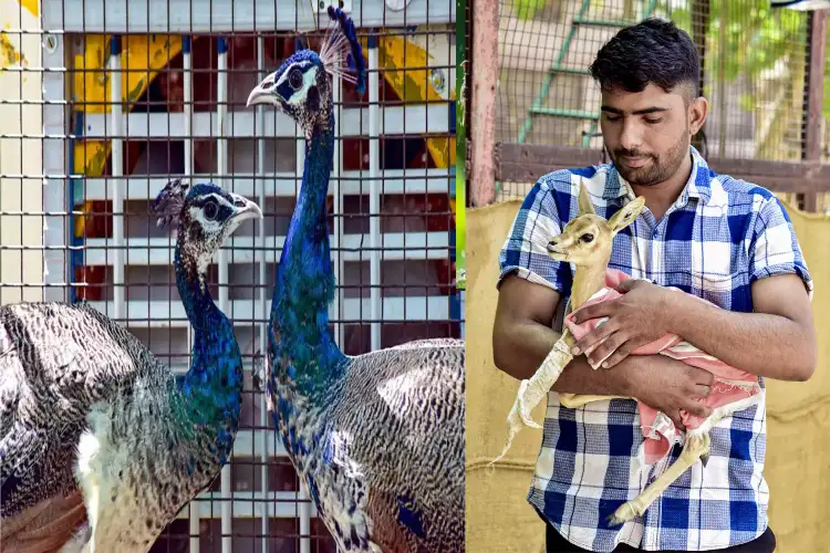 Coolers, sprinklers and special diets: Indroda Zoo protects animals from extreme heat