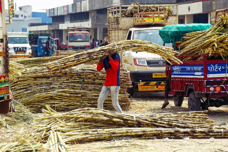 Government withdraws draft sugarcane control order