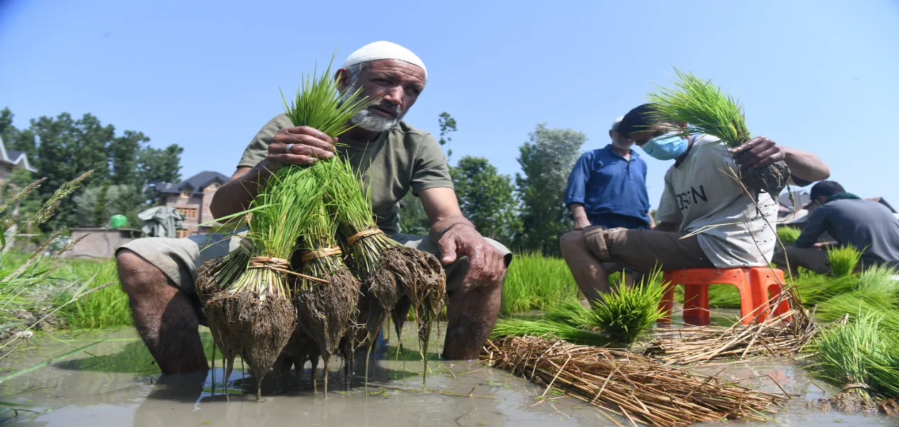 Paddy Transplantation Picks Up Pace in Kashmir Valley; Farmers Hard at Work in the Fields.
