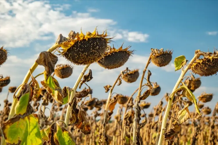 The Impact of Rising Heat on Crops, Fruits, and Forests