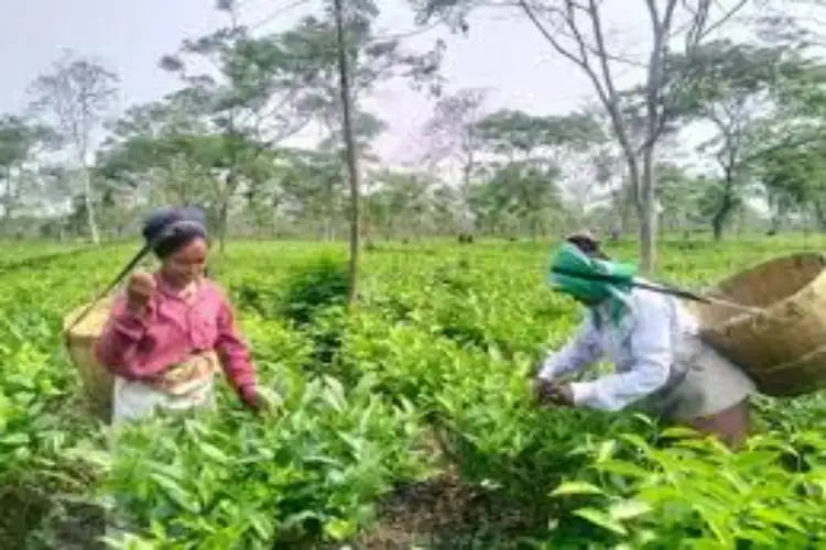 Guwahati tea auction centre sets new benchmarks for quality tea prices