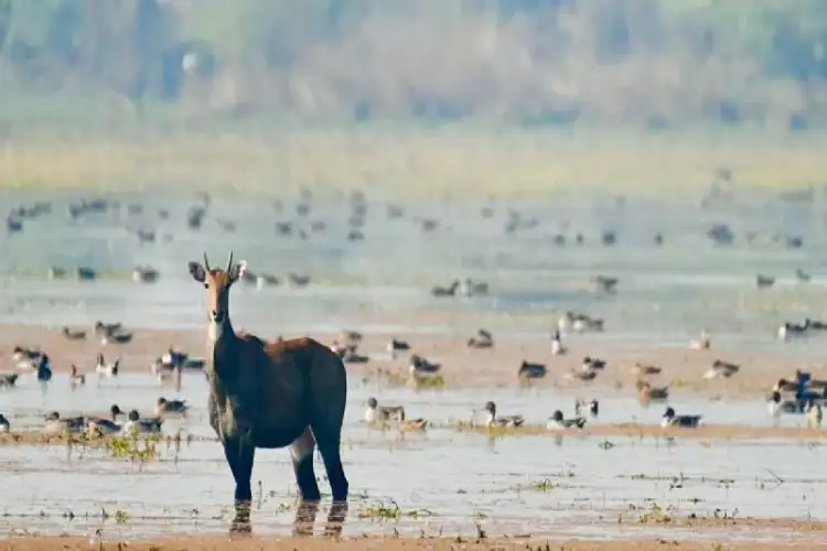 PM Modi expresses joy as Jai Prakash Narayan Bird Sanctuary becomes India's 100th Ramsar site