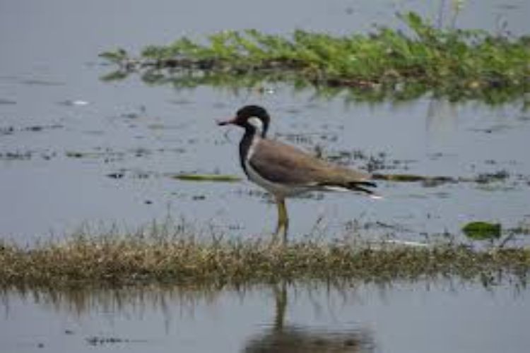 Jai Prakash Narayan Bird Sanctuary in Uttar Pradesh became India's 100th Ramsar site