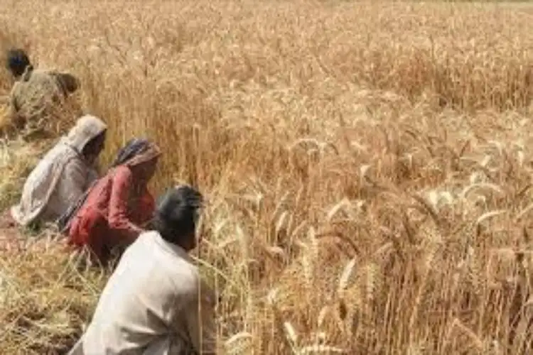 Pak: State machinery collapses as Sindh government's failed wheat procurement triggers massive flour crisis
