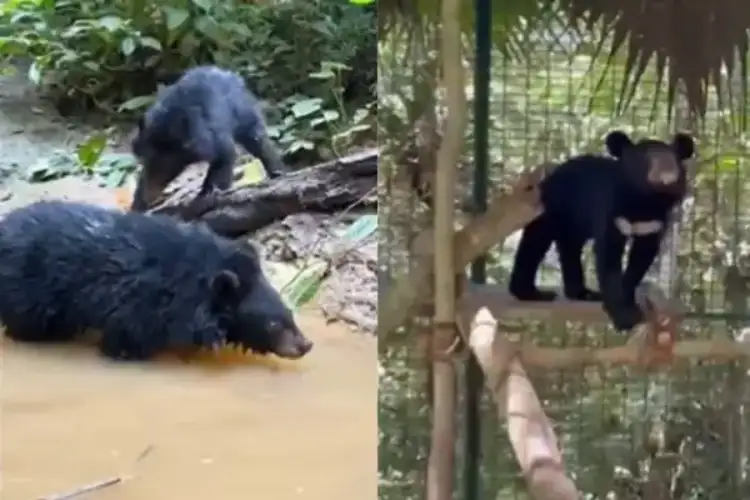 First in Assam: Orphaned Asiatic black bears released in Dehing Patkai after months of care in CWRC, Kaziranga