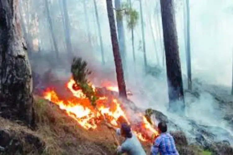 Massive forest fire erupts across multiple areas in Rajouri forest division; firefighting efforts intensified