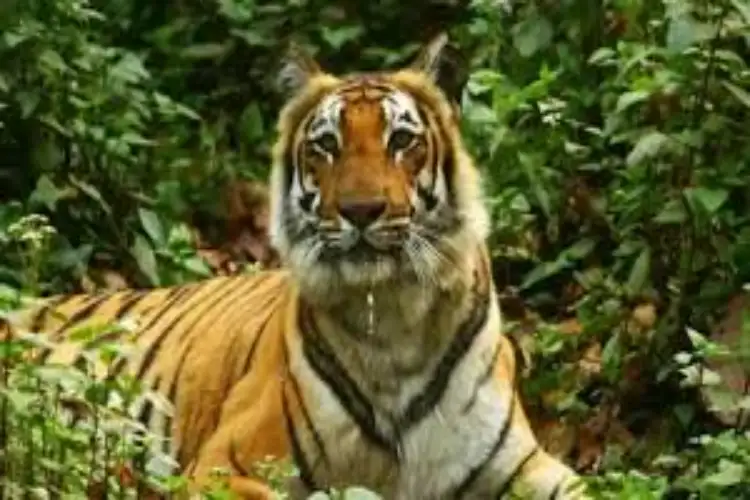 Cine style smuggling bid foiled in Udanti-Sitanadi Tiger Reserve