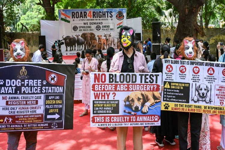 Animal rights activists protest against 'illegal' removal of stray dogs
