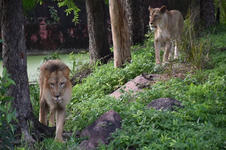 Restaurant employee killed in lion attack in Gujarat's Amreli