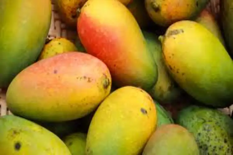 India's mango exports reach 45 countries; shipments to US likely to grow over 30% this season: APEDA chief