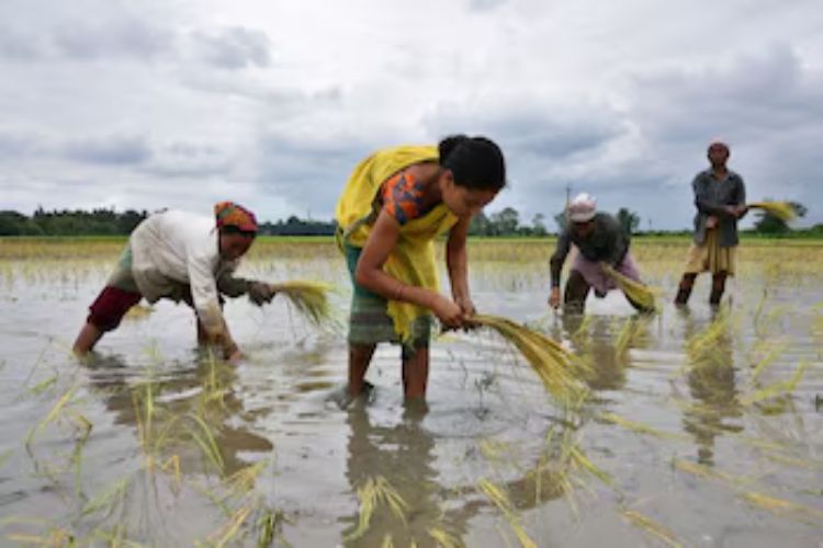Waiting for IMD forecast by month-end to get a clear picture of El Nino's impact: Secretary