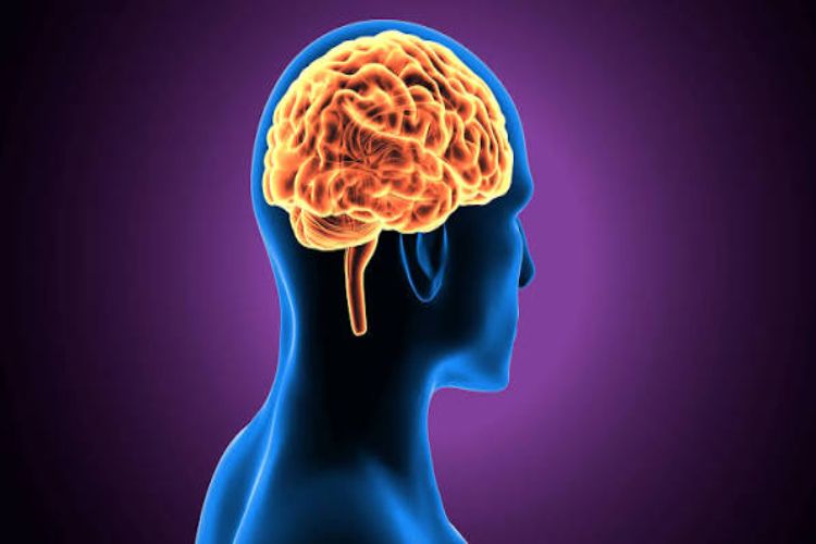  your brain can 'feel' the taste of food even before you eat it: Study