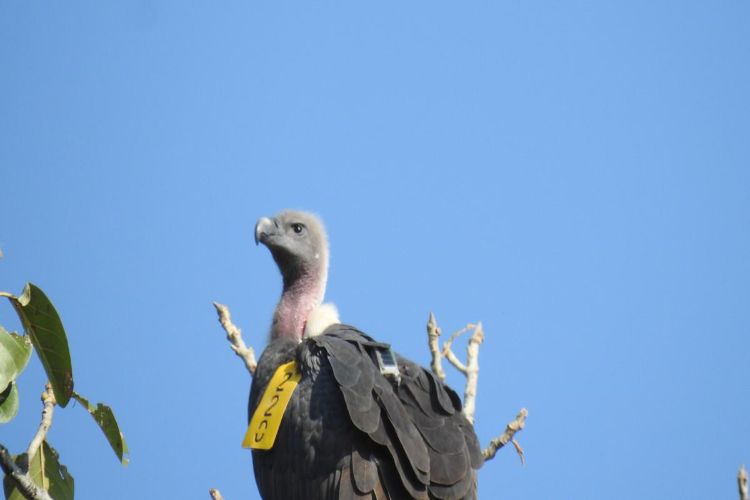 Captive-bred vultures fly 3,334 km from Maharashtra to Ranthambore