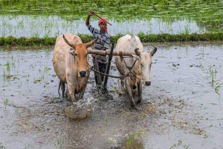 Don't rush into sowing, wait for normal rains: Maharashtra minister's advice to farmers