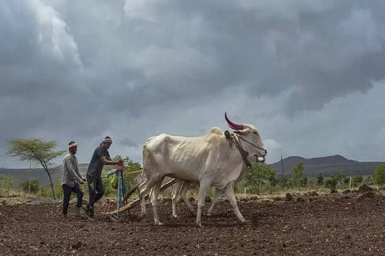  wait for normal rains: Maharashtra minister's advice to farmers