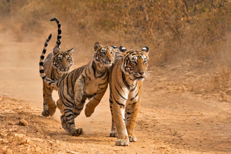 Bangladesh becomes new member of International Big Cat Alliance