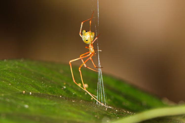 New 'ballista spider' surprises, discovers unique way to trap ants