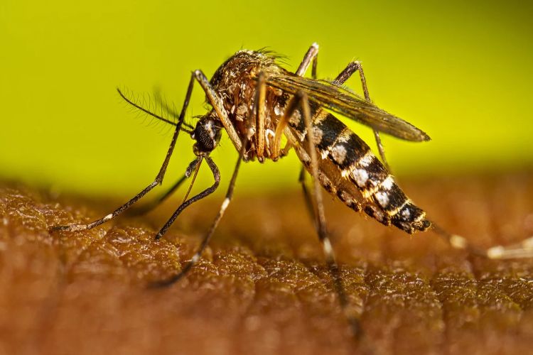IIT Kharagpur develops 'CliMed' for dengue risk assessment