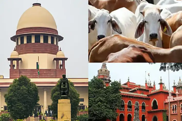 Tamil Nadu moves SC against High Court order on blanket ban of cows slaughter