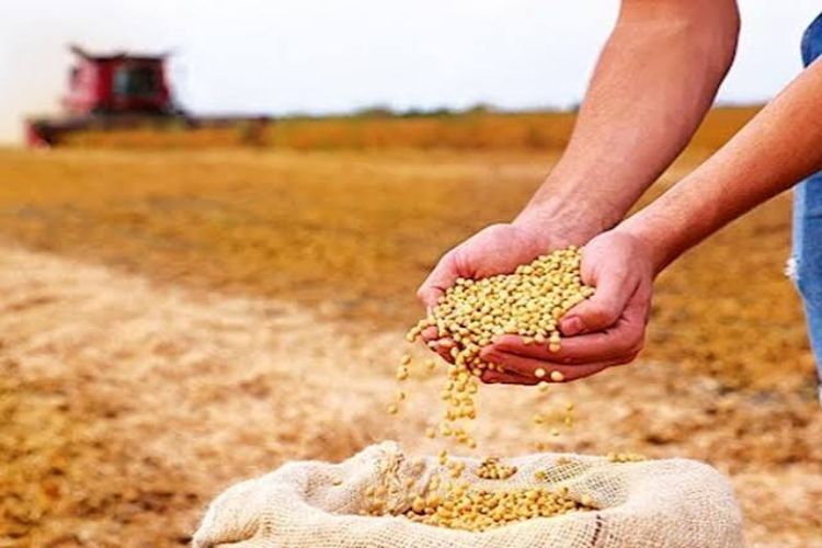 Farmers return to soybean cultivation due to better prices