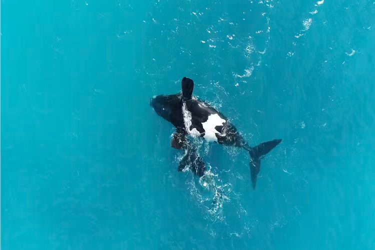Lying on its back is not a sign of any illness in Southern Right Whales; they are simply resting.