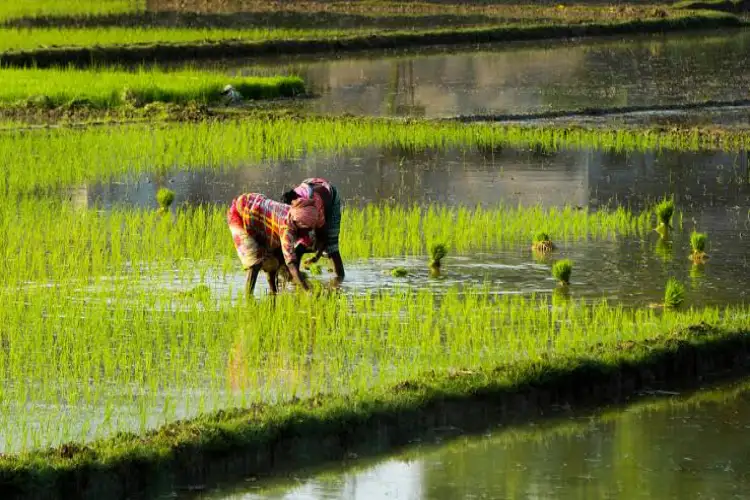 Kharif sowing lags as Monsoon deficit persists across 52% of India: Report