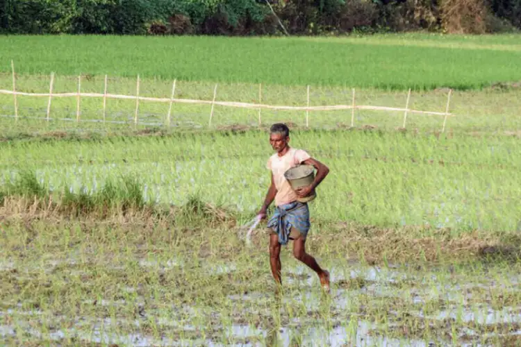 Monsoon recovery to support kharif sowing as rainfall activity improves: Report