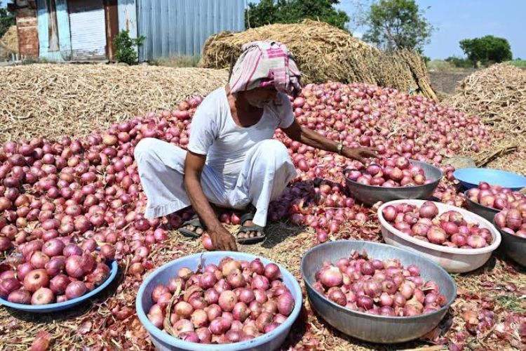 Government should worry about rain-affected farmers: Onion growers' association