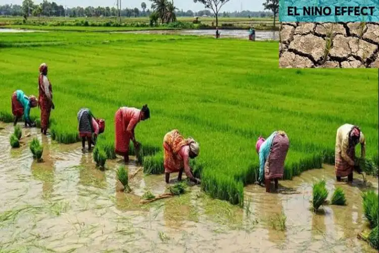 Only 6.4 per cent paddy sown in Telangana: BRS' Ravula Sridhar expresses concern over El Nino effect and water crisis