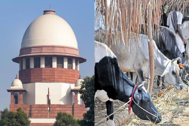 Supreme Court stays Madras High Court order banning cow slaughter