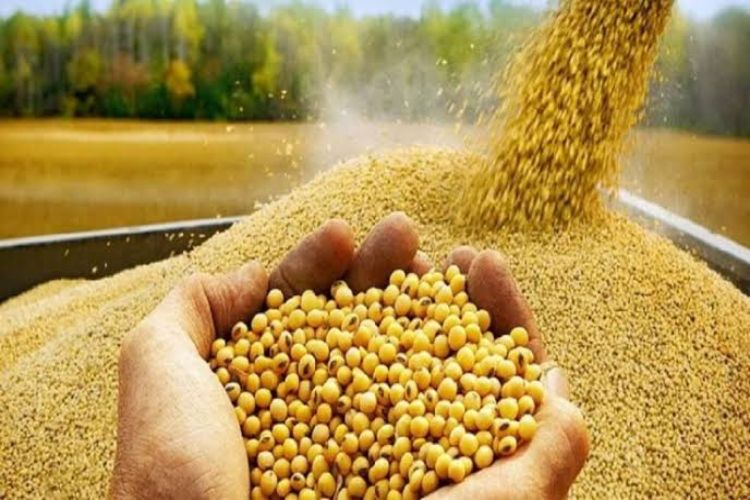 Soya meal exports declined 69% to 30,000 tonnes in June.