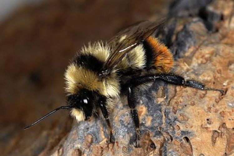 Extreme heat in Europe is proving fatal for bumblebees