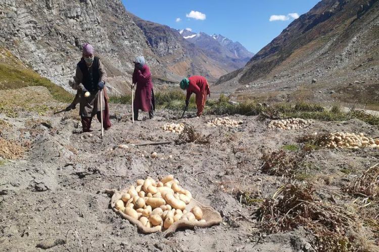 CPRI alerts Himachal potato growers about the threat of late blight