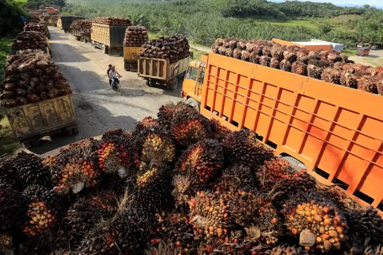 India need not worry about stable palm oil supplies from Indonesia: Jakarta's National Energy Council